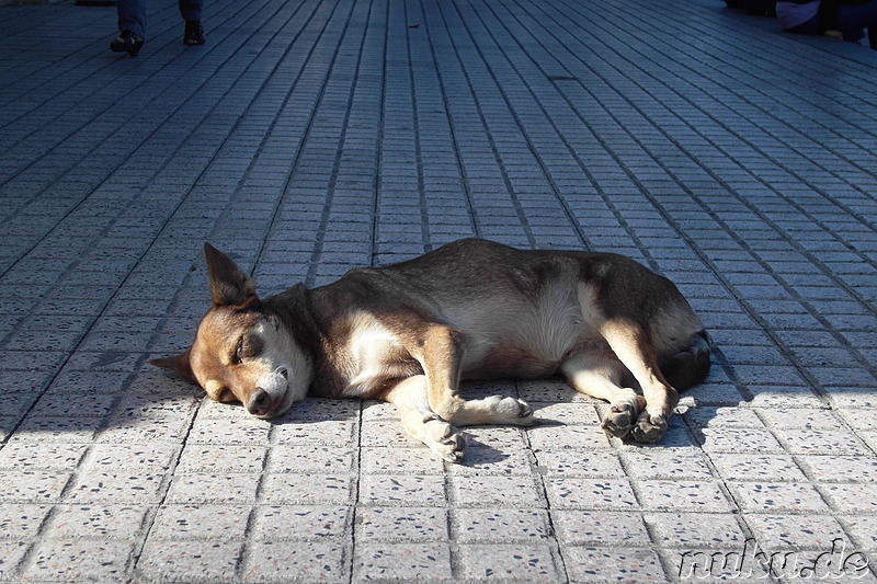 Streunende Hunde in Cordoba, Argentinien
