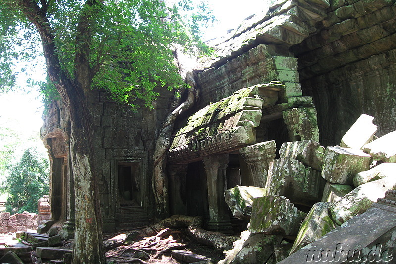 Ta Prohm Tempel in Angkor, Kambodscha