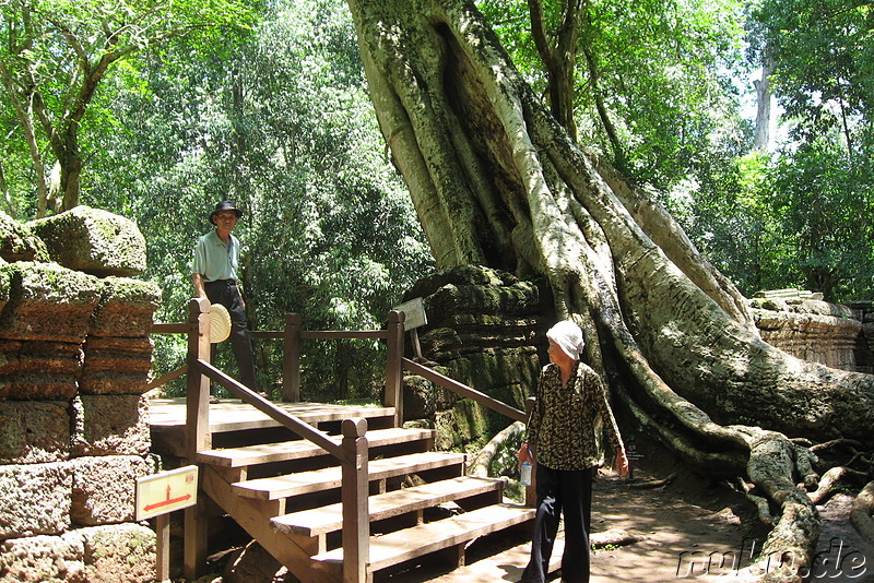 Ta Prohm Tempel in Angkor, Kambodscha