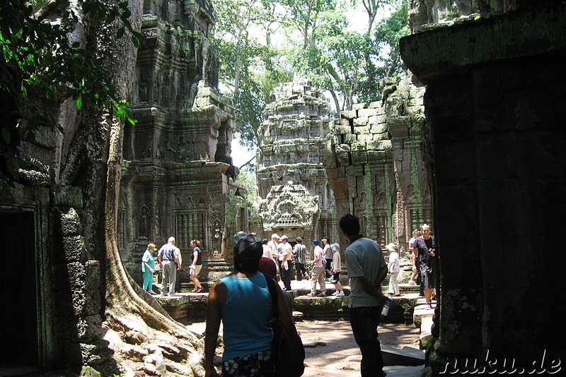 Ta Prohm Tempel in Angkor, Kambodscha