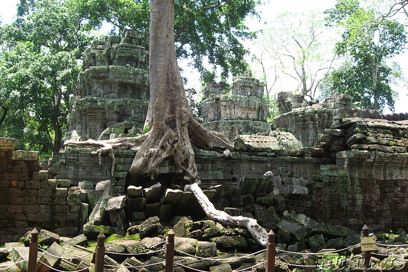 Ta Prohm Tempel in Angkor, Kambodscha