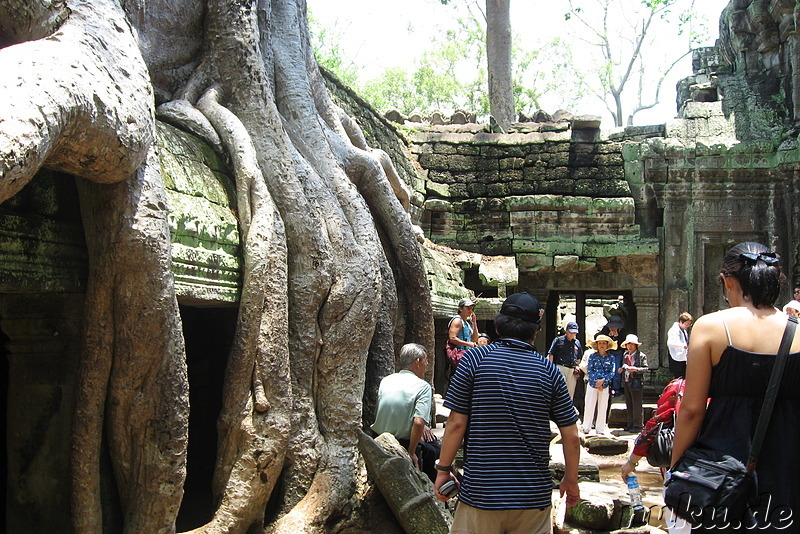 Ta Prohm Tempel in Angkor, Kambodscha