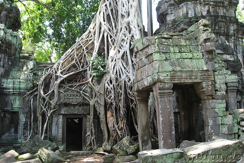 Ta Prohm Tempel in Angkor, Kambodscha