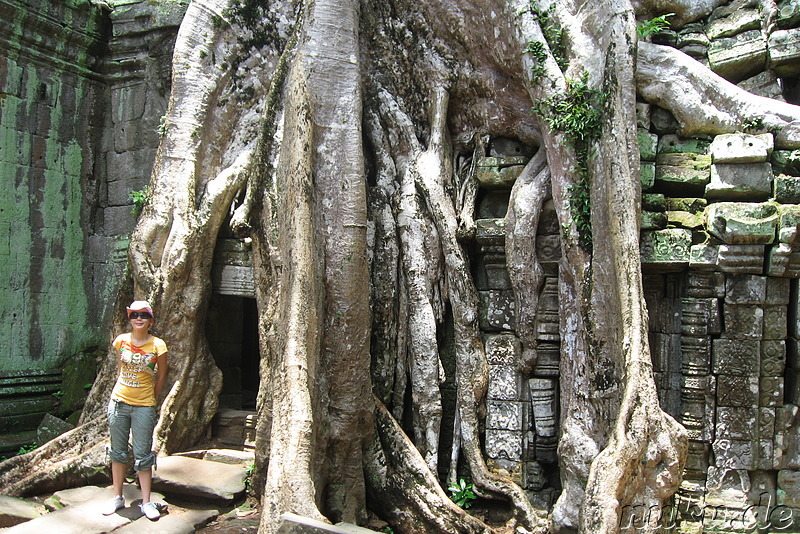 Ta Prohm Tempel in Angkor, Kambodscha