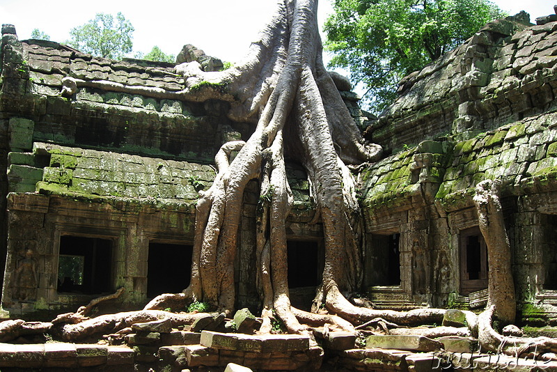 Ta Prohm Tempel in Angkor, Kambodscha