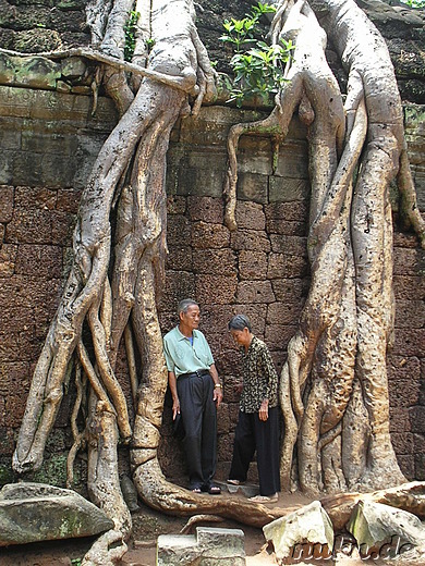 Ta Prohm Tempel in Angkor, Kambodscha