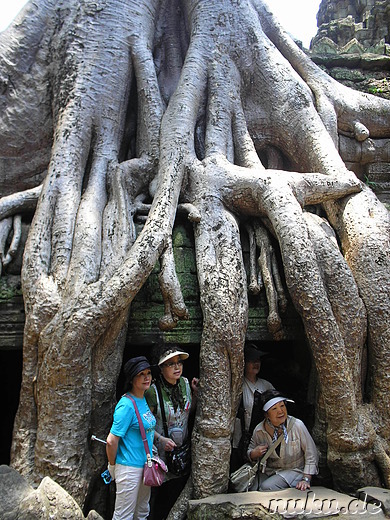 Ta Prohm Tempel in Angkor, Kambodscha