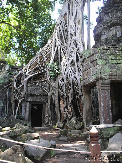 Ta Prohm Tempel in Angkor, Kambodscha