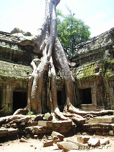 Ta Prohm Tempel in Angkor, Kambodscha