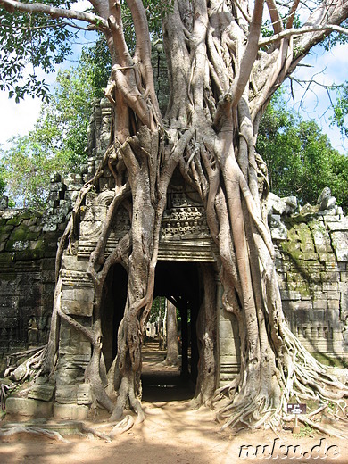 Ta Som Tempel in Angkor, Kambodscha