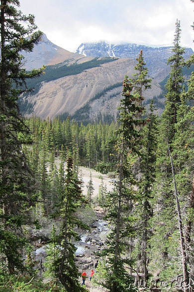 Tangle Creek Falls - Wasserfall im Jasper National Park, Kanada