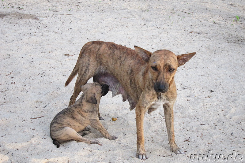 Tiere der Inselbewohner