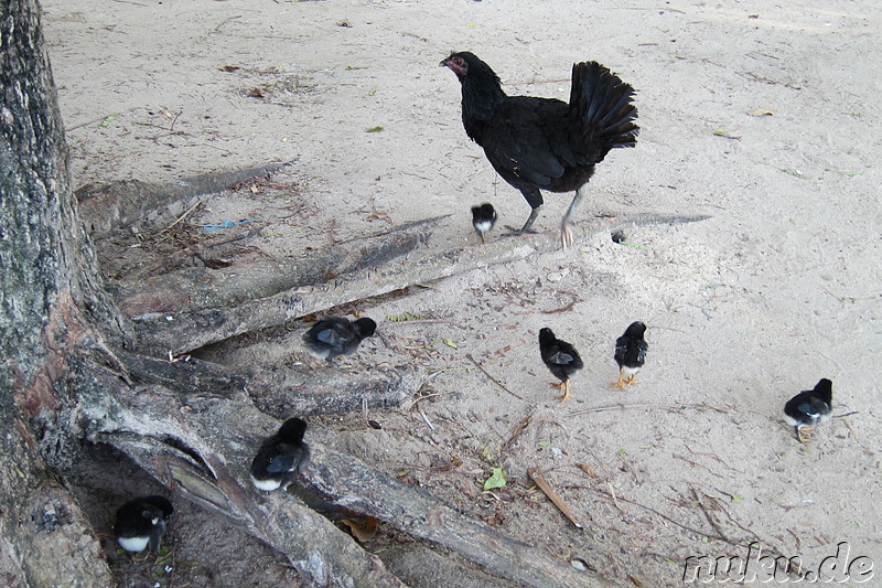 Tiere der Inselbewohner