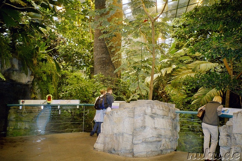 Tropischer Bereich im Biodome von Montreal, Kanada