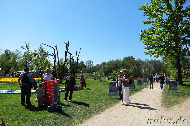 Tulpenfest in Winsen/Luhe