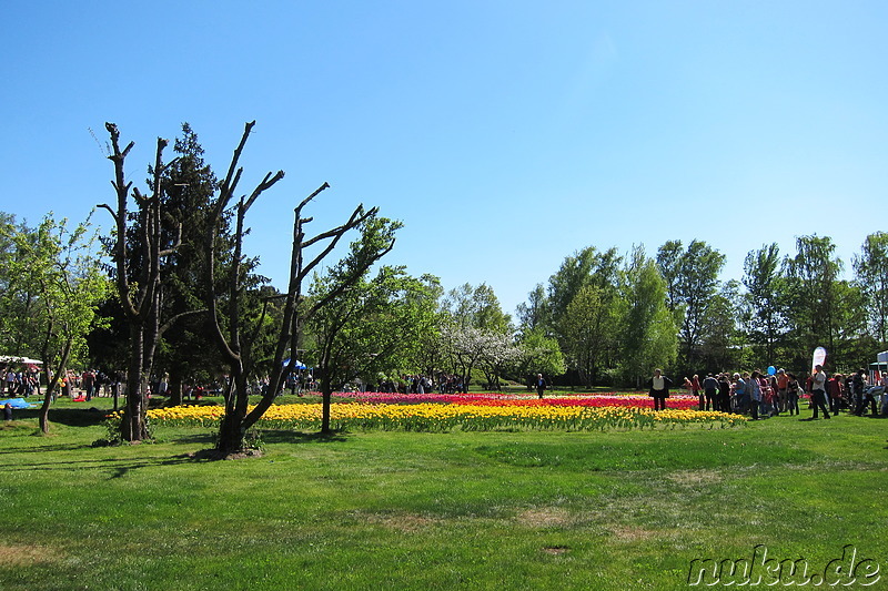 Tulpenfest in Winsen/Luhe