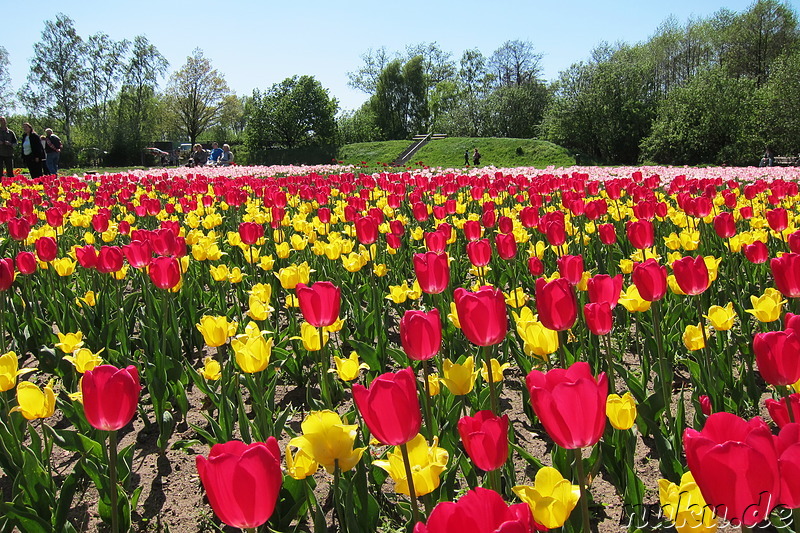 Tulpenfest in Winsen/Luhe