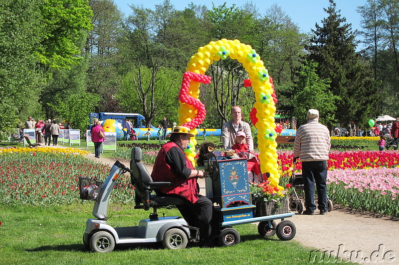 Tulpenfest in Winsen/Luhe