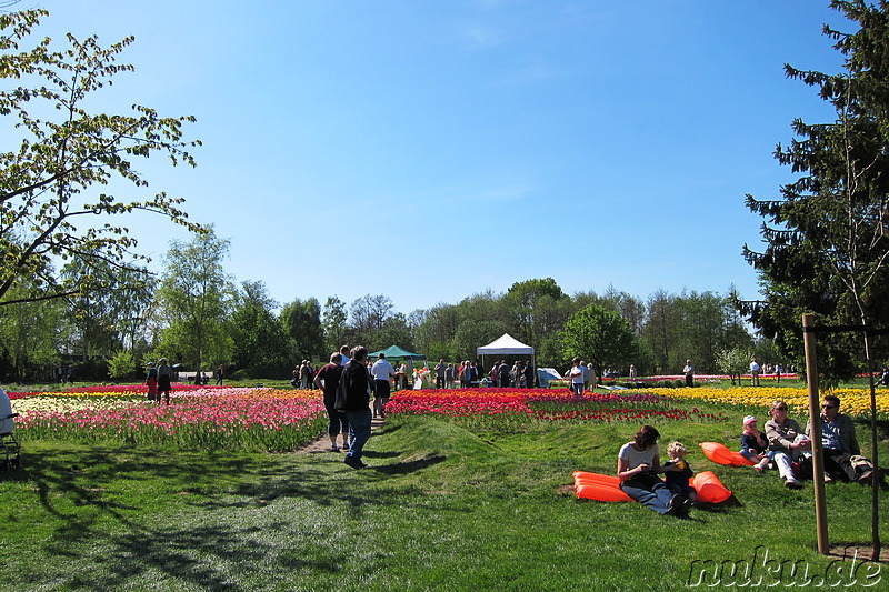 Tulpenfest in Winsen/Luhe