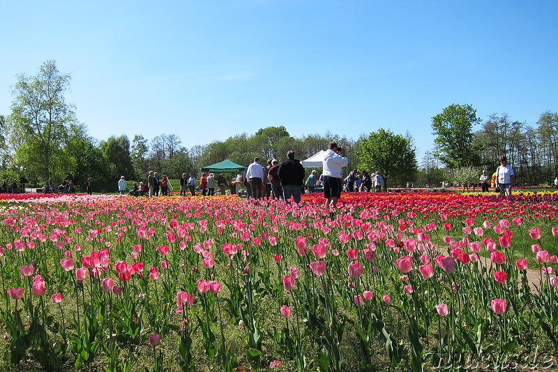 Tulpenfest in Winsen/Luhe