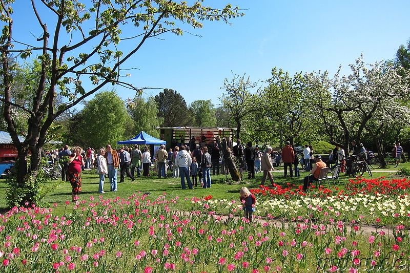 Tulpenfest in Winsen/Luhe