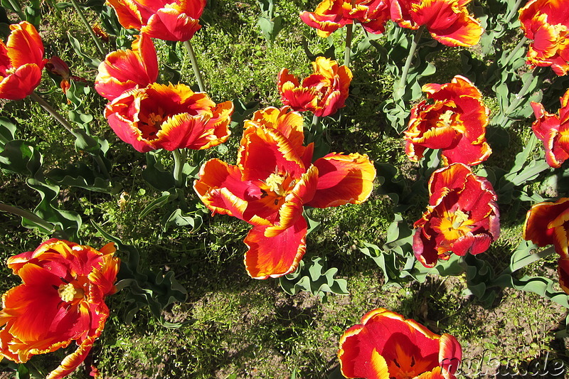 Tulpenfest in Winsen/Luhe