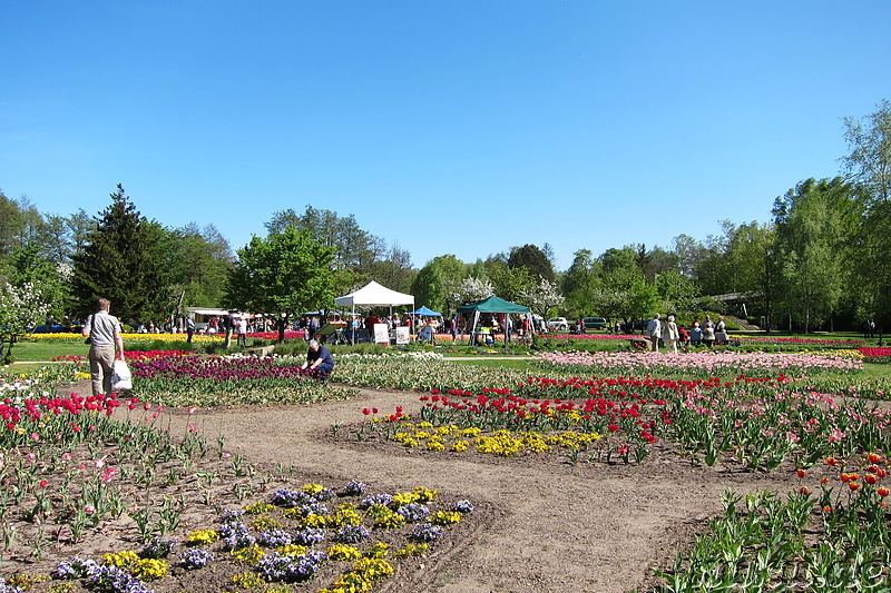 Tulpenfest in Winsen/Luhe