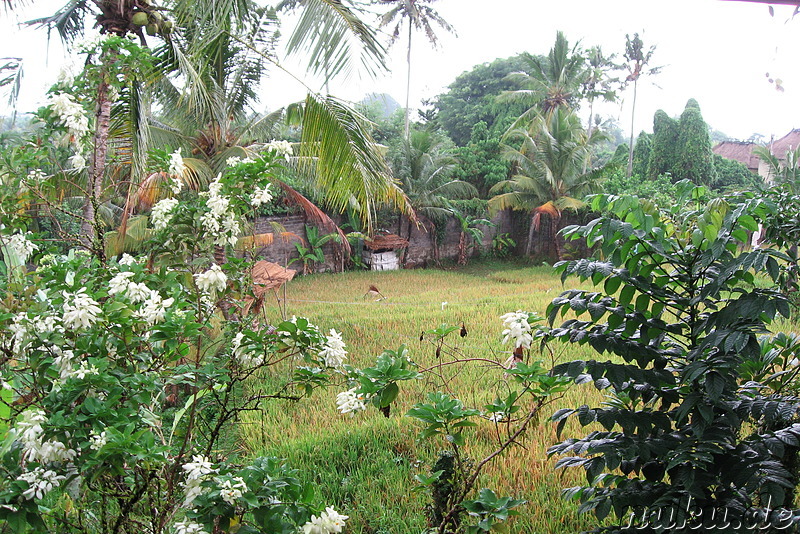 Ubud View Hostel, Ubud, Bali, Indonesien