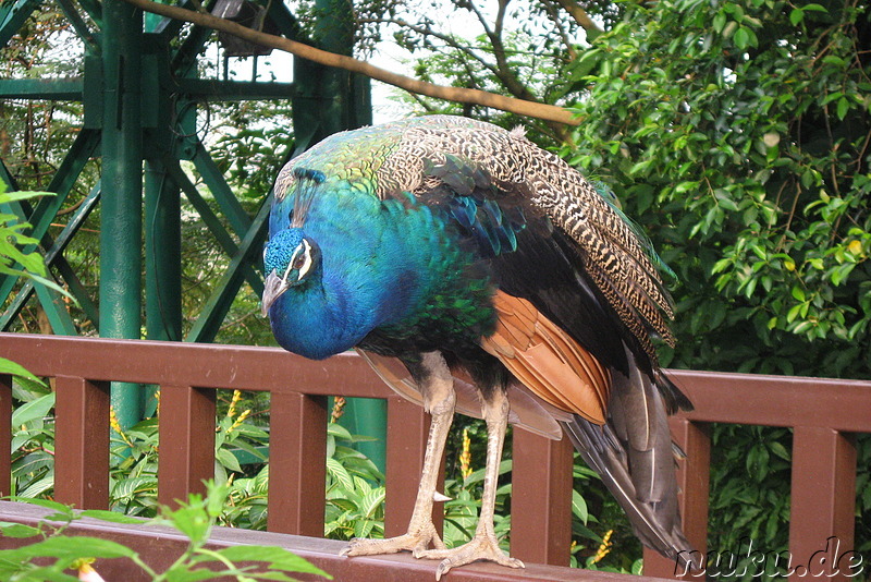 Vogelpark Lake Gardens in Kuala Lumpur, Malaysia