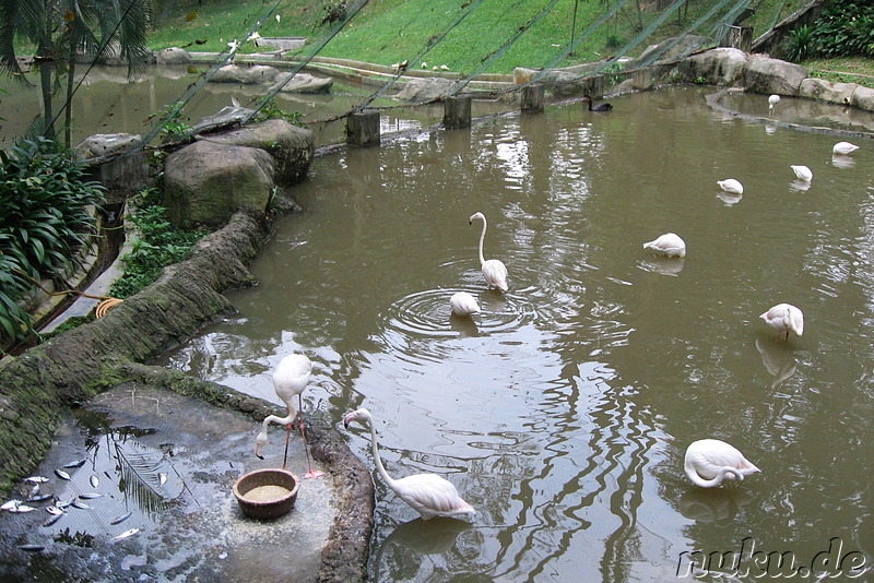 Vogelpark Lake Gardens in Kuala Lumpur, Malaysia