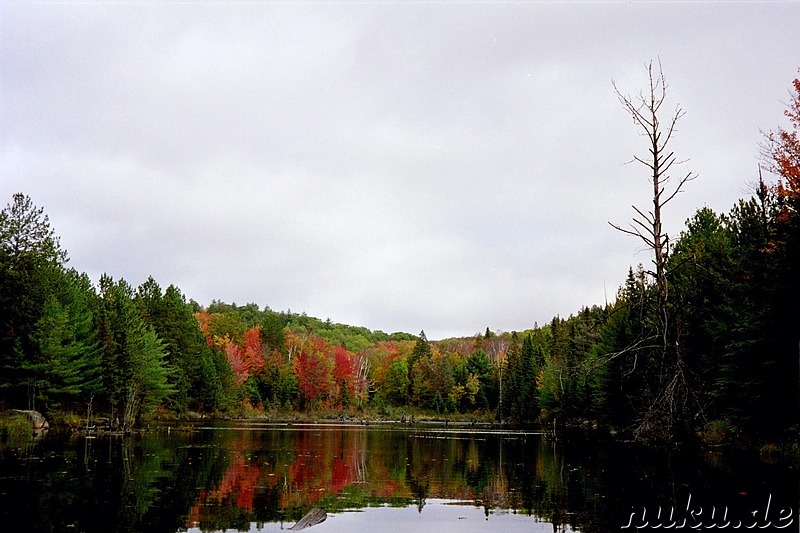 Wanderung im Algonquin Provincial Park in Ontario, Kanada