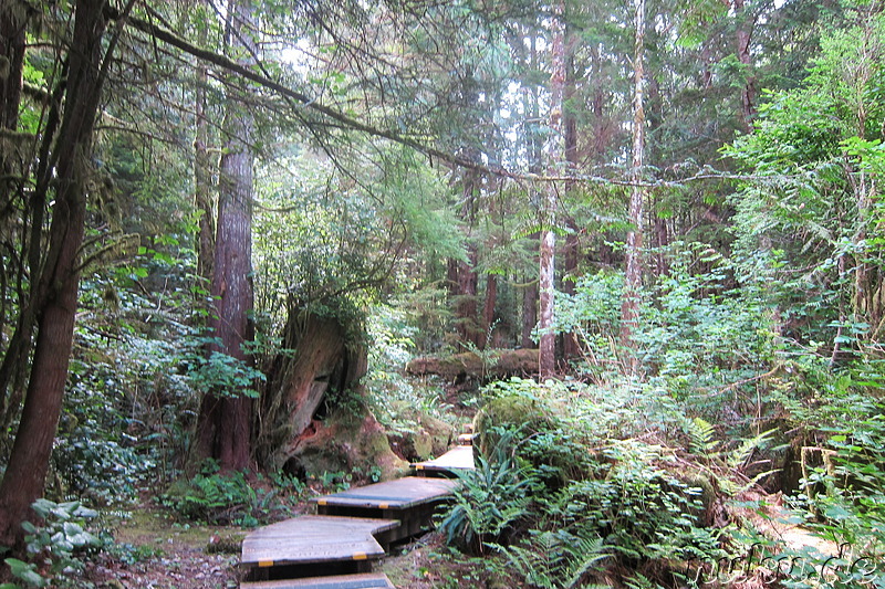 Wanderweg zu den heißen Quellen Hot Springs Cove bei Tofino, Vancouver Island, Kanada