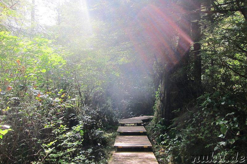 Wanderweg zu den heißen Quellen Hot Springs Cove bei Tofino, Vancouver Island, Kanada