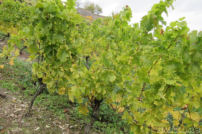 Weinwanderweg in Würzburg, Bayern