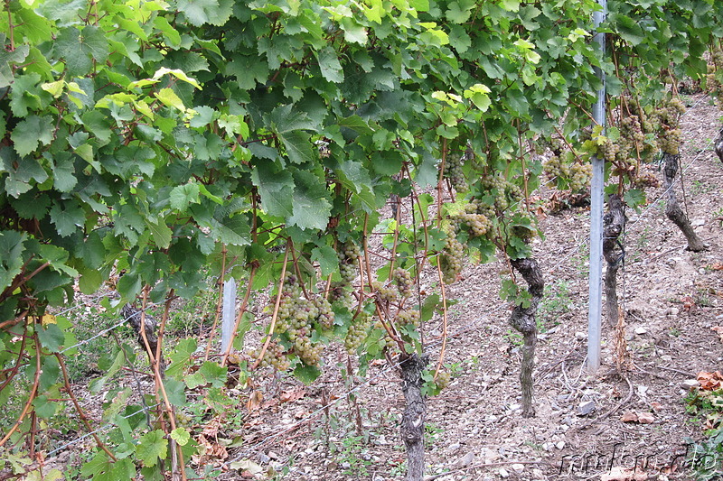 Weinwanderweg in Würzburg, Bayern