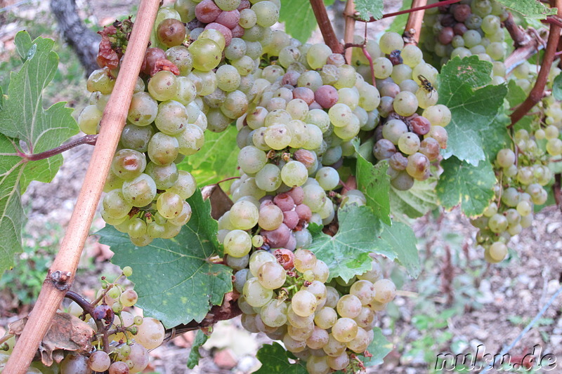 Weinwanderweg in Würzburg, Bayern