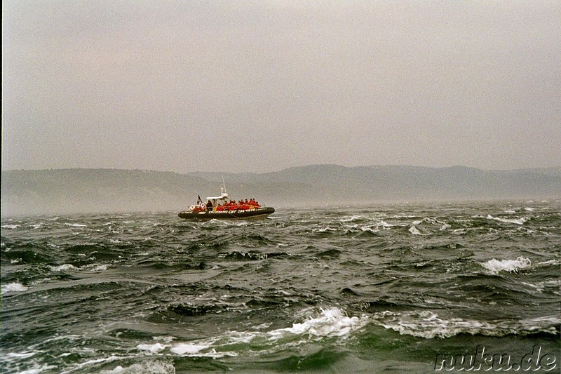 Whale Watching - Auf Walbeobachtung in Tadoussac, Kanada