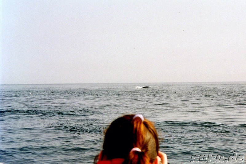 Whale Watching - Auf Walbeobachtung in Tadoussac, Kanada