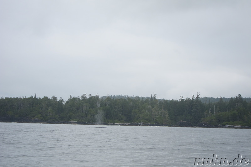 Whale Watching Tour mit Remote Passages in Tofino, Vancouver Island, Kanada