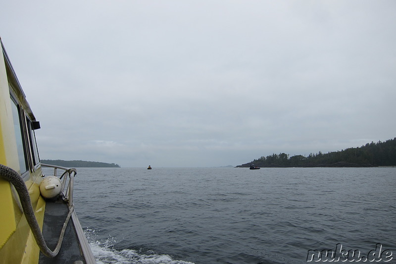 Whale Watching Tour mit Remote Passages in Tofino, Vancouver Island, Kanada