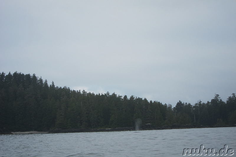 Whale Watching Tour mit Remote Passages in Tofino, Vancouver Island, Kanada