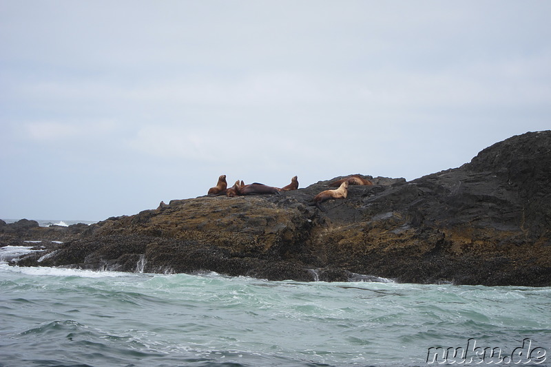 Whale Watching Tour mit Remote Passages in Tofino, Vancouver Island, Kanada