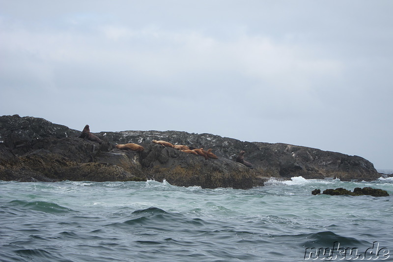 Whale Watching Tour mit Remote Passages in Tofino, Vancouver Island, Kanada