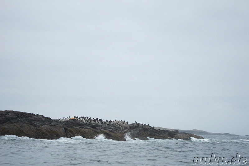 Whale Watching Tour mit Remote Passages in Tofino, Vancouver Island, Kanada