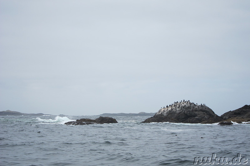 Whale Watching Tour mit Remote Passages in Tofino, Vancouver Island, Kanada