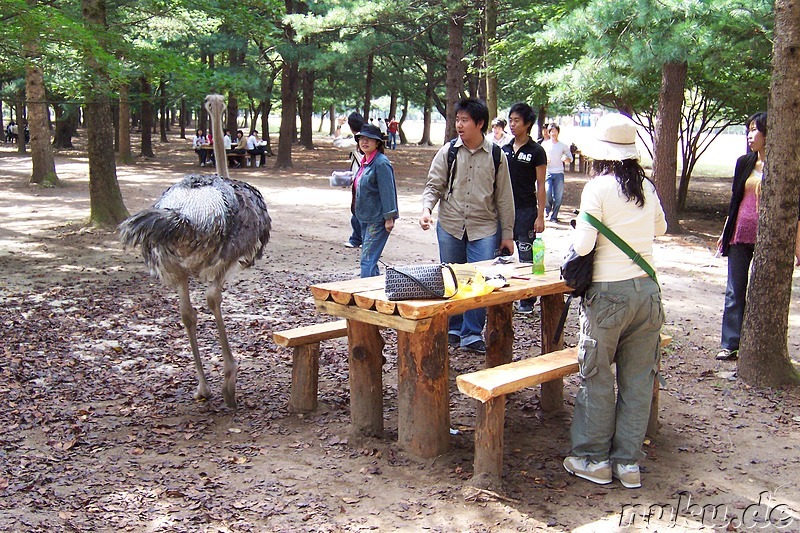 Wilde Tiere gibt es auch! Koreaner fürchten um ihr Essen ;-)