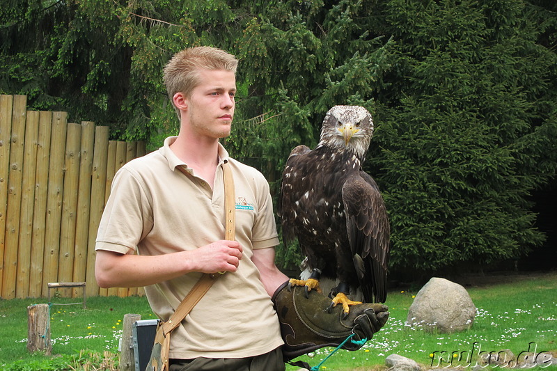 Wildpark Lüneburger Heide in Nindorf