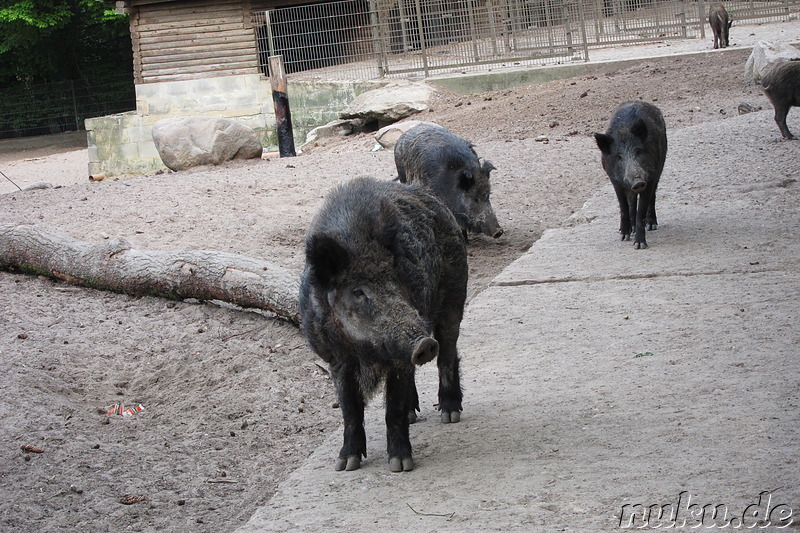 Wildpark Lüneburger Heide in Nindorf