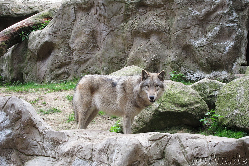 Wildpark Lüneburger Heide in Nindorf