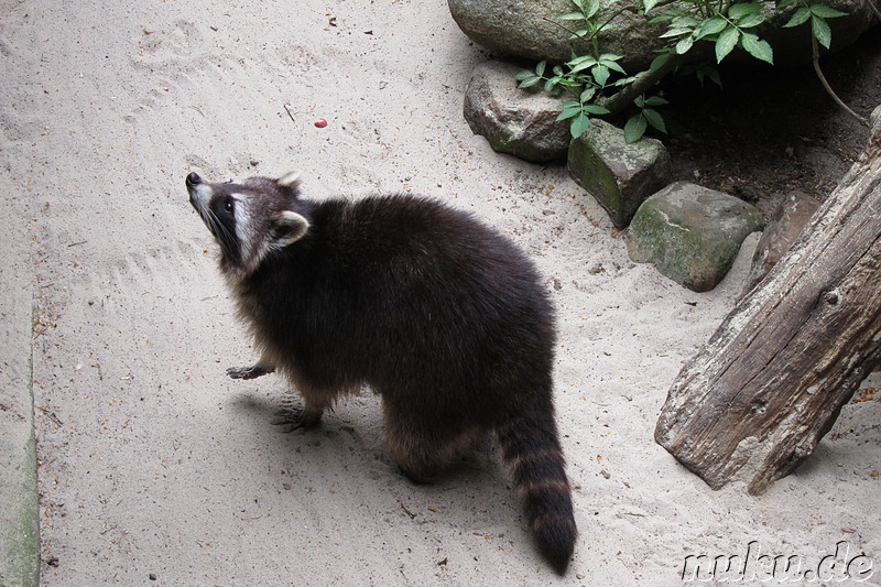 Wildpark Lüneburger Heide in Nindorf